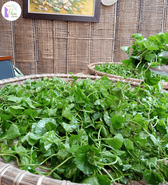 Gotu Kola Powder