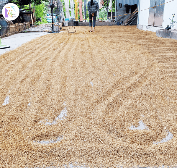 Ấp Bẹ Fragrant Rice Speciality Of Xuan Dai Community