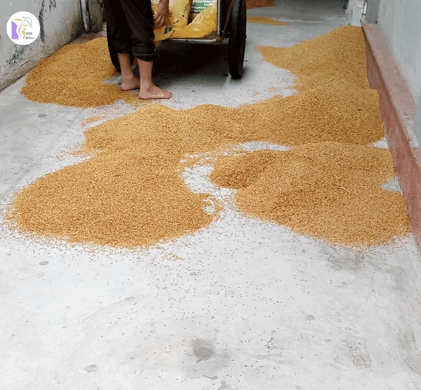 Brown Rice Dong Van Paddy Field