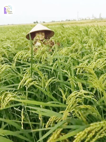 Fragrant Rice Dong Van Paddy Field