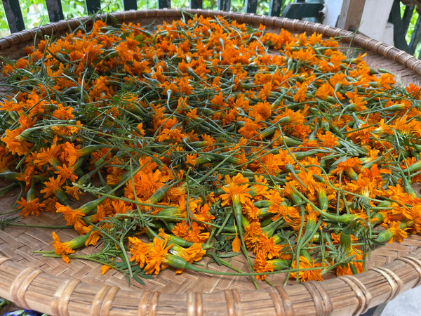 Chrysanthemum Tea